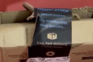 Woman orders console controller, finds cobra in package (video)