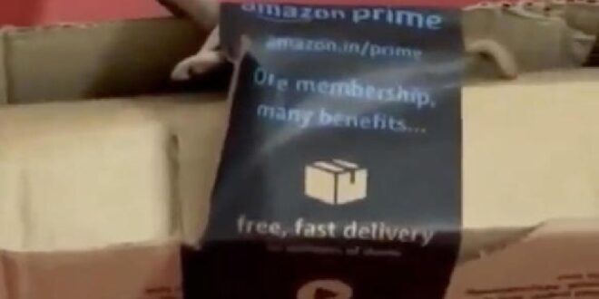 Woman orders console controller, finds cobra in package (video)