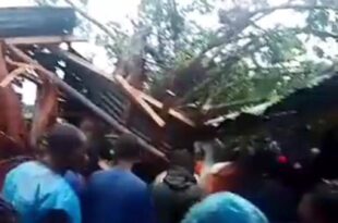 Falling tree kills four in Edoo market