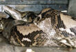 Indonesian woman found dead in the belly of a python