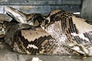 Indonesian woman found dead in the belly of a python