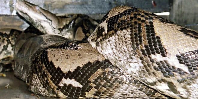 Indonesian woman found dead in the belly of a python