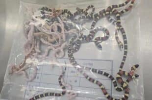 Man arrested with more than 100 live snakes in his pockets