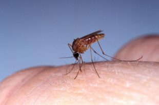 Oropouche fever kills two people in Brazil, a first in the world