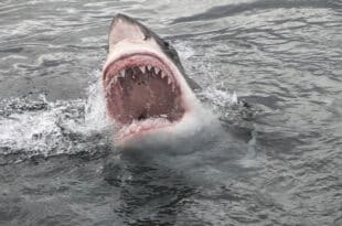 Surfer's leg found on beach after white shark attack