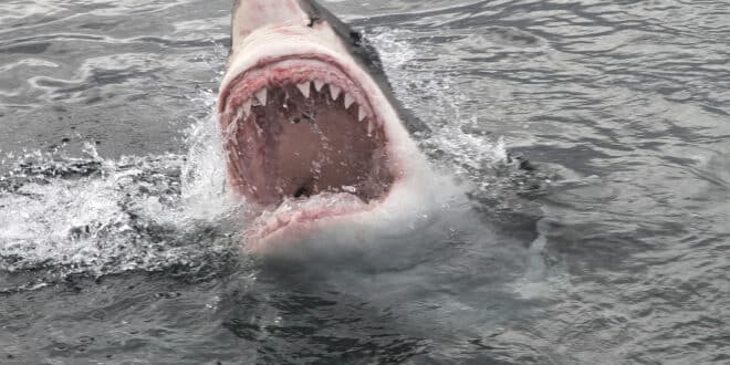 Surfer's leg found on beach after white shark attack