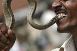 Man bites snake to death in India