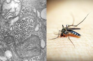 Several US cities at war with mosquito carrying deadly virus