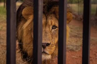 Zimbabwe: woman fights off lion with her bare hands