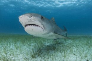 Jamaica: 16-year-old boy dies after shark attacks while underwater fishing