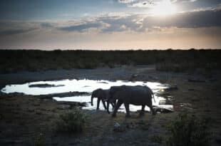 Namibia to donate 83 elephants, 30 hippos, 300 zebras as meat to drought victims