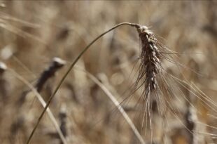 Ghana: temporary suspension of cereal exports