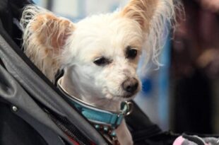 South Korea: a pet is worth more than a child