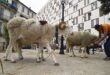 Algeria to import 1 million sheep ahead of Eid al-Adha