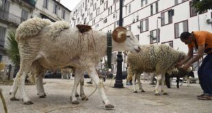 Algeria to import 1 million sheep ahead of Eid al-Adha