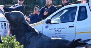 An elephant seal strolls through the streets of a South African city