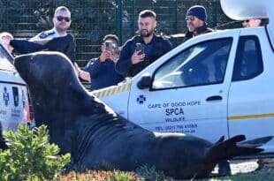 An elephant seal strolls through the streets of a South African city