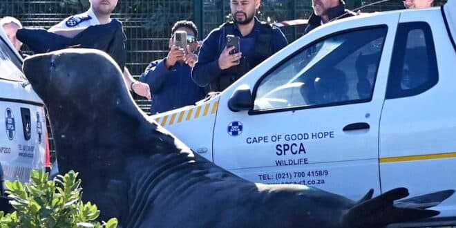An elephant seal strolls through the streets of a South African city