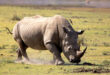 South Africa: more than 100 rhinos killed by poachers