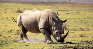 South Africa: more than 100 rhinos killed by poachers