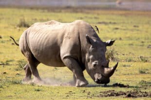 South Africa: more than 100 rhinos killed by poachers