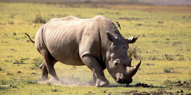South Africa: more than 100 rhinos killed by poachers