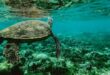 Ocean Conference: Africa calls for seabed restoration