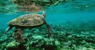 Ocean Conference: Africa calls for seabed restoration