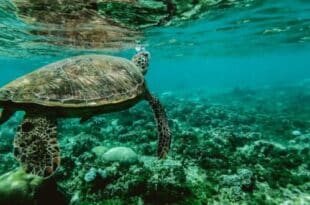 Ocean Conference: Africa calls for seabed restoration