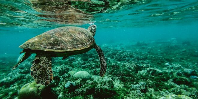 Ocean Conference: Africa calls for seabed restoration