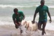 Senegal: sheep intended for sacrifice washed in the ocean