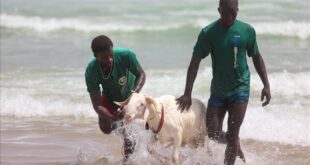 Senegal: sheep intended for sacrifice washed in the ocean