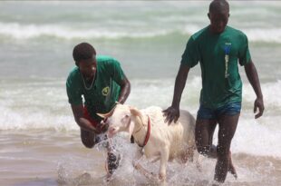 Senegal: sheep intended for sacrifice washed in the ocean
